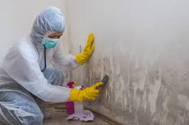 Best Mold Odor Removal Services  in Grapeland, TX